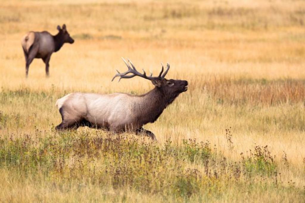 Bighorn Meadows Outfitting