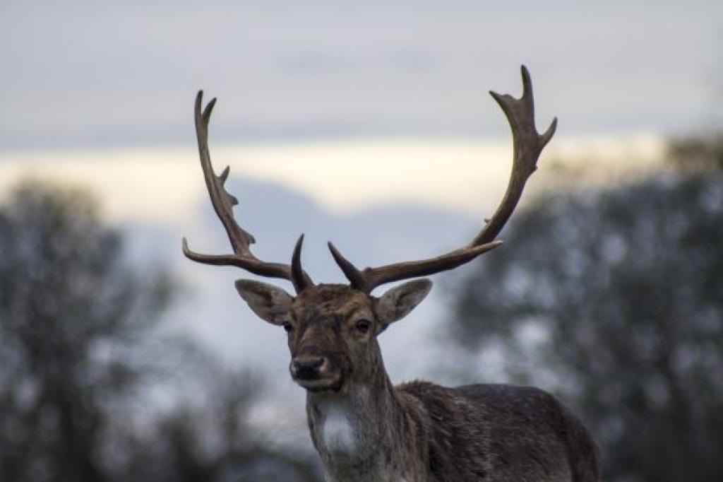 Dustin Roe's Backcountry BC and Beyond