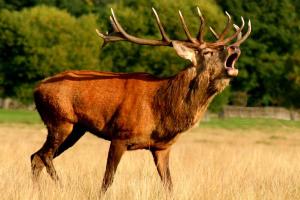 Tony Langford | Braidwood, Illinois | Hunting Trips