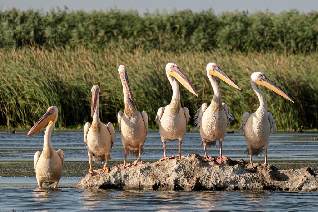 Two Wings Nature Tours