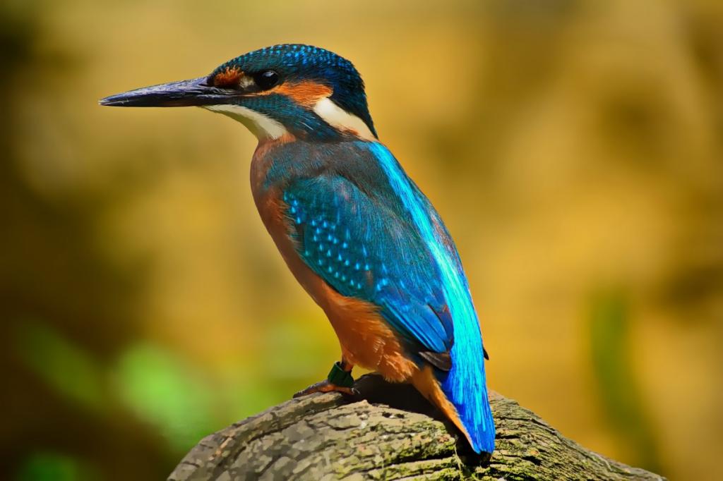 Birdwatching in Danube Delta, Romania