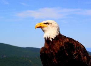 Amazing Adventures Inc. | Grand Falls-Windsor, Newfoundland | Birdwatching