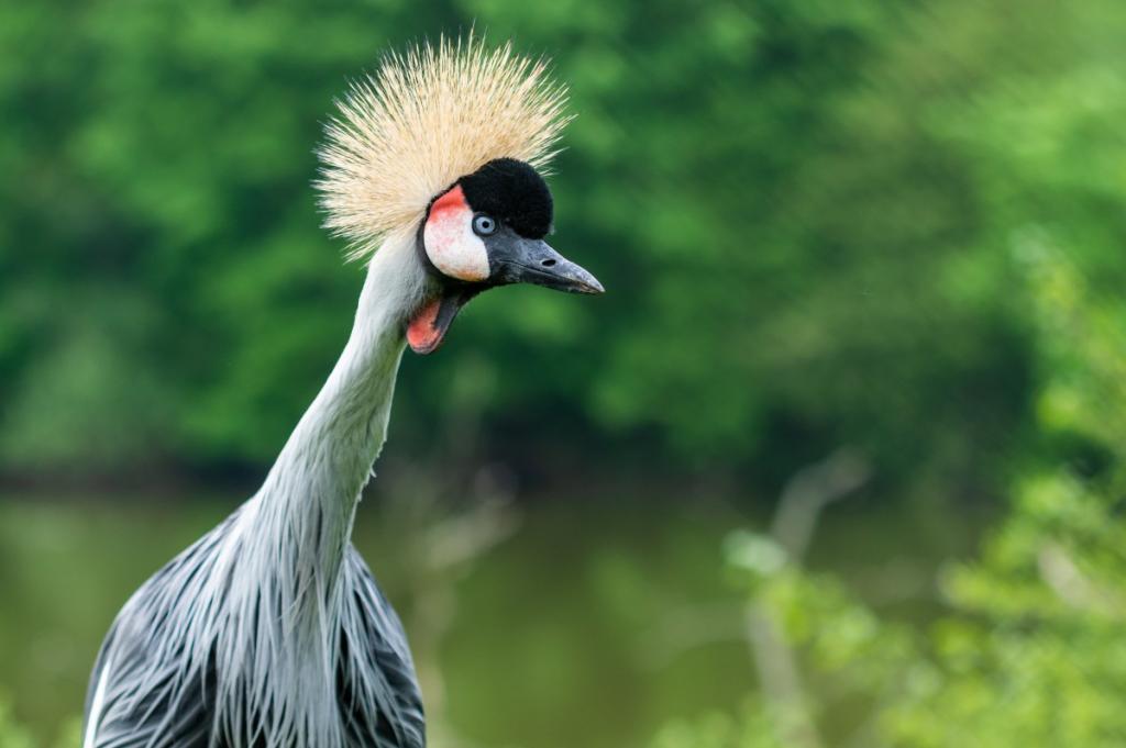 WHITE PELICAN CELEBRATION, Jan 6/7/8