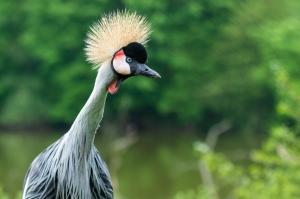 WHITE PELICAN CELEBRATION, Jan 6/7/8 | Chokoloskee, Florida | Birdwatching