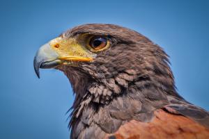 Birdwatching in Danube Delta, Romania | Izvoru Crisului, Romania | Birdwatching