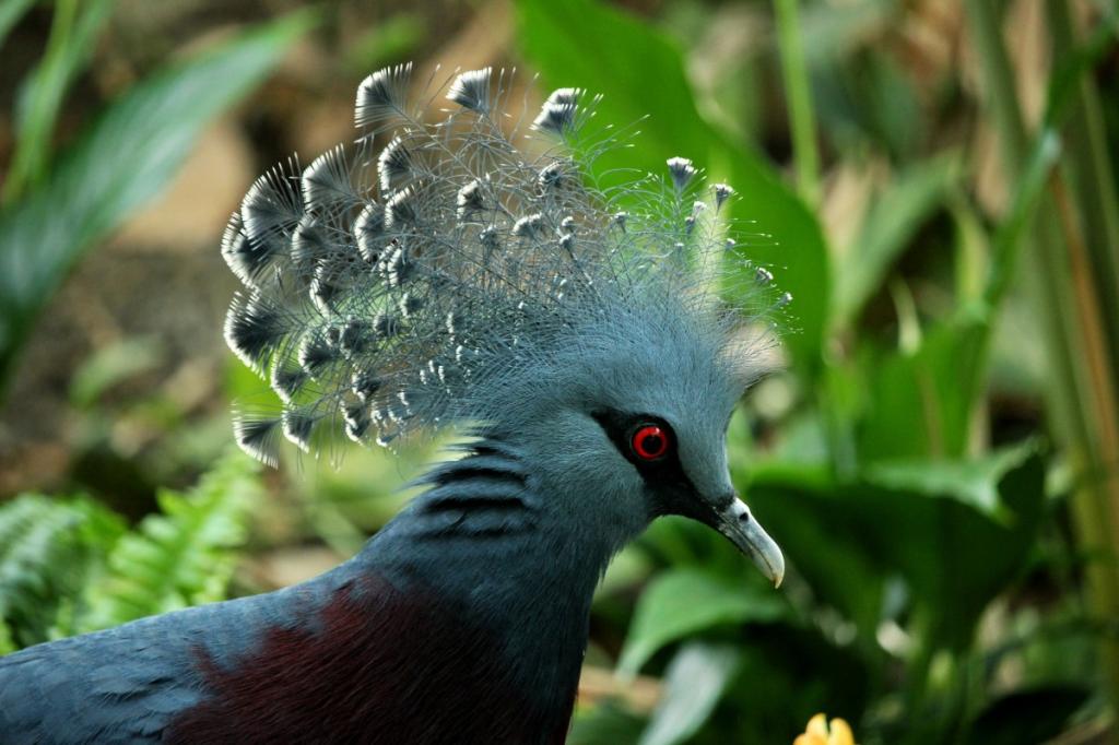 Birdwatching tours in Guyana