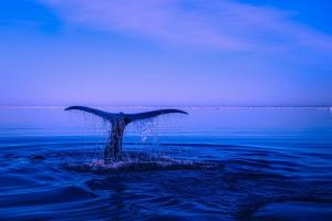 Sea Star III | Cape May, New Jersey | Whale Watching