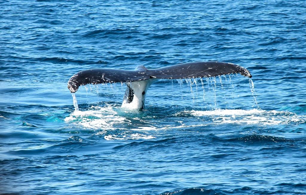 Princess Monterey Whale Watching