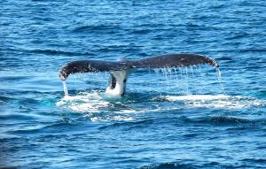 Sea Star III | Cape May, New Jersey | Whale Watching