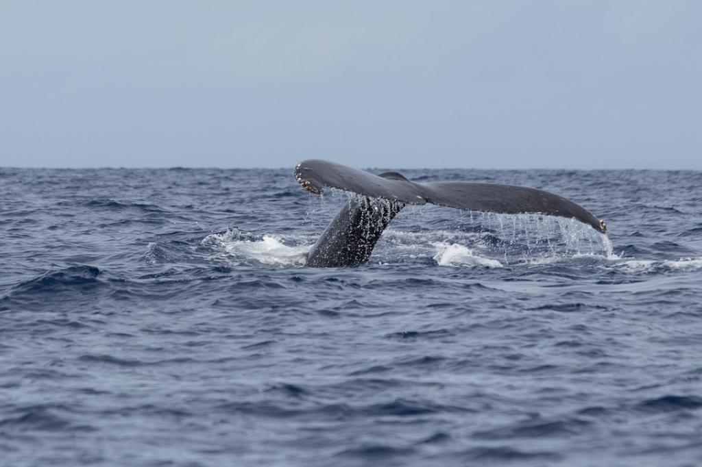 Cape May Whale Watch