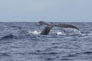 Sea Star III | Cape May, New Jersey | Whale Watching