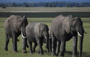 A Day Away Kayak Tours | Titusville, Florida | Wildlife & Safari Tours