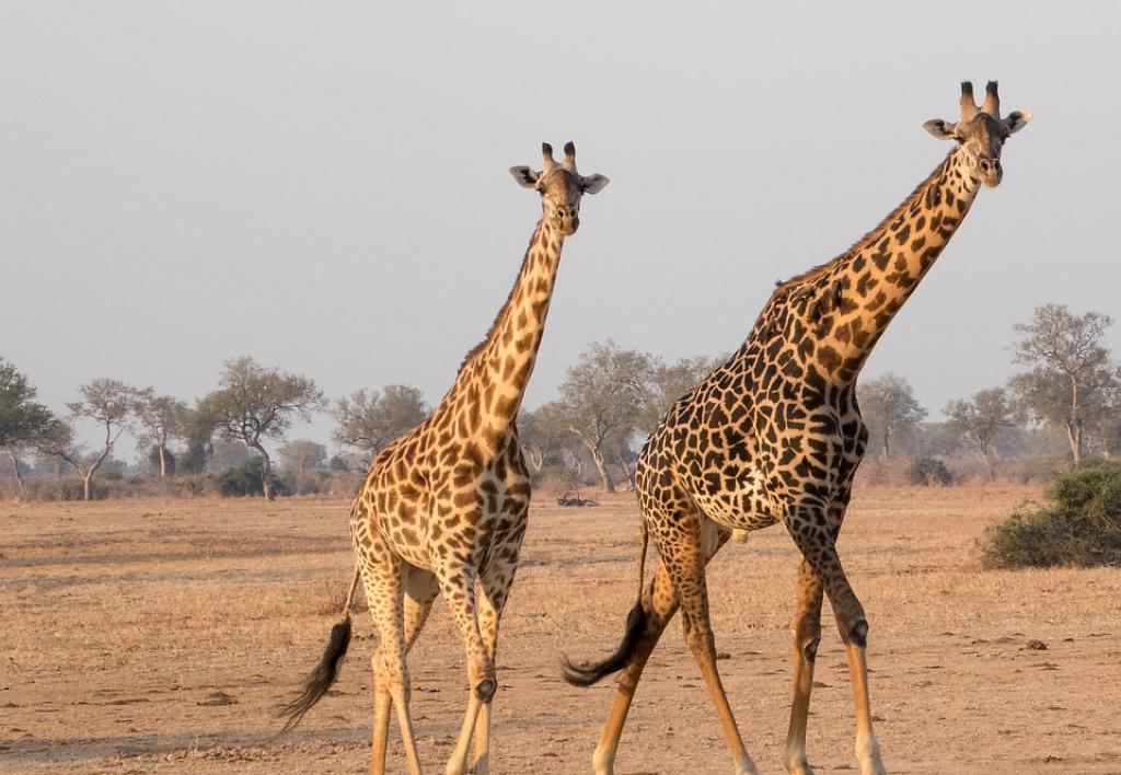 7 Days Explore Tanzania Safari