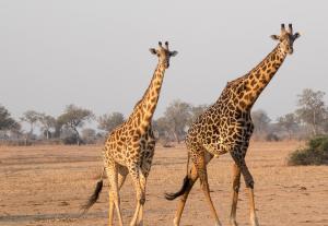 Cosumnes River Preserve Visitor Center | Galt, California | Wildlife & Safari Tours