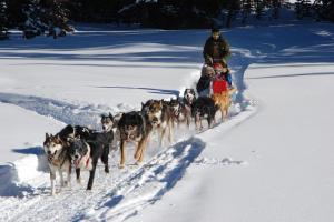 Mahoosuc Guide Service | Newry, Maine | Dog Sledding