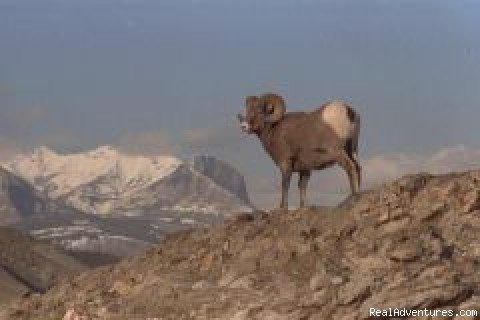 Bighorn