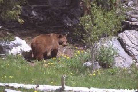 Brown Bear