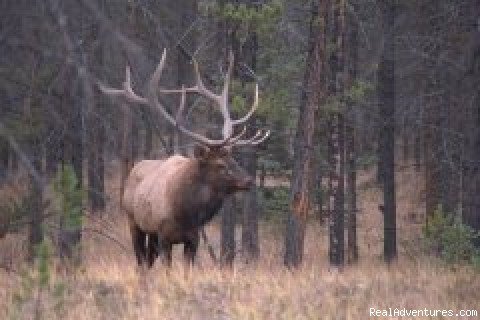 Bull Elk