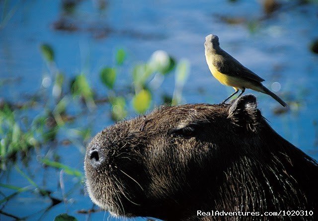 Capivara | brol - Travel to Brazil with Experts | Image #3/7 | 