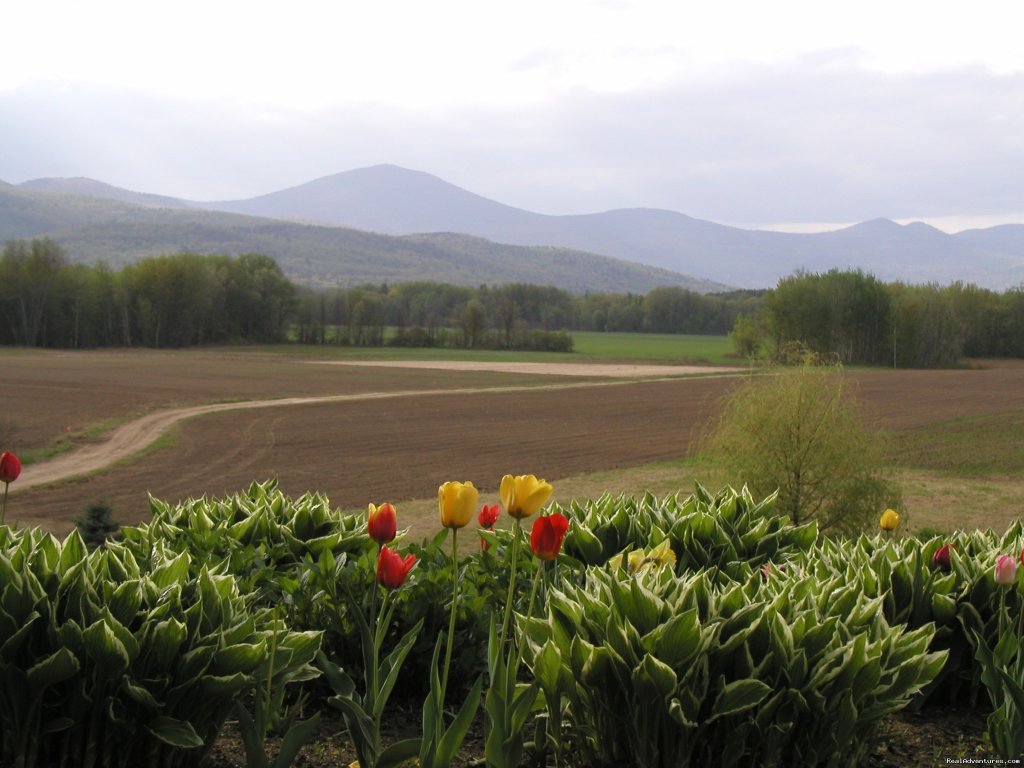 Spring View | The Oxford House Inn | Image #9/14 | 