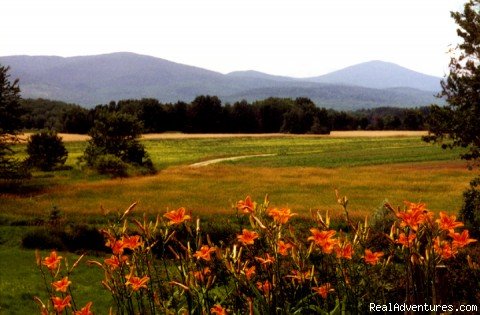 Guests' view at breakfast | The Oxford House Inn | Image #2/14 | 