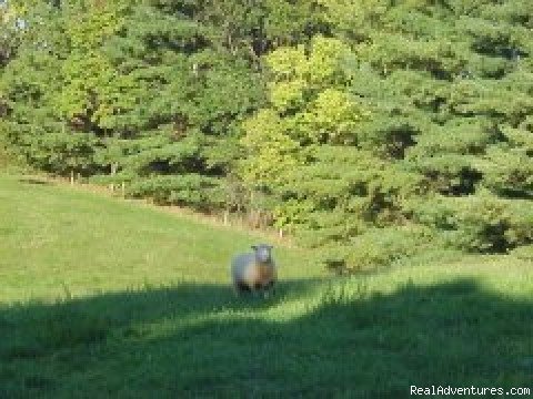 Photo #4 | Fairlea Farm Bed and Breakfast | Image #4/5 | 