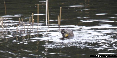 Pond River Otter Fishing