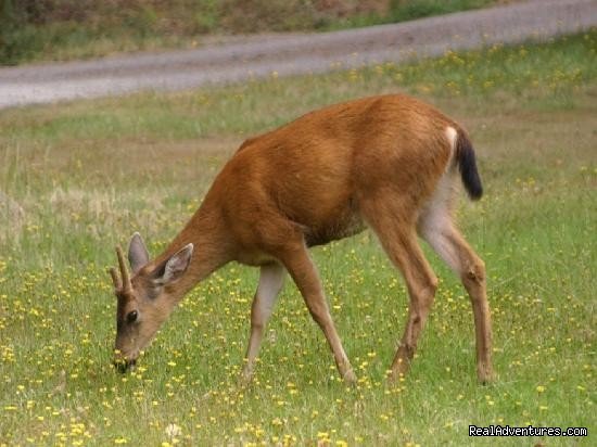 Kangaroo House B&b On Orcas Island | Image #7/14 | 