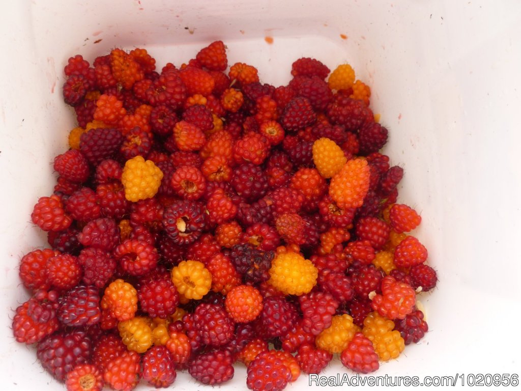 Salmon Berries | Historic & scenic Seldovia Alaska Bed & Breakfast | Image #9/14 | 