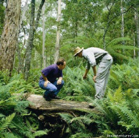 Rainforests of the Snowy Mountains | Hidden Hostels off the Beaten Track | Image #2/4 | 