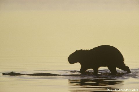 Capybaras in the  Llanos