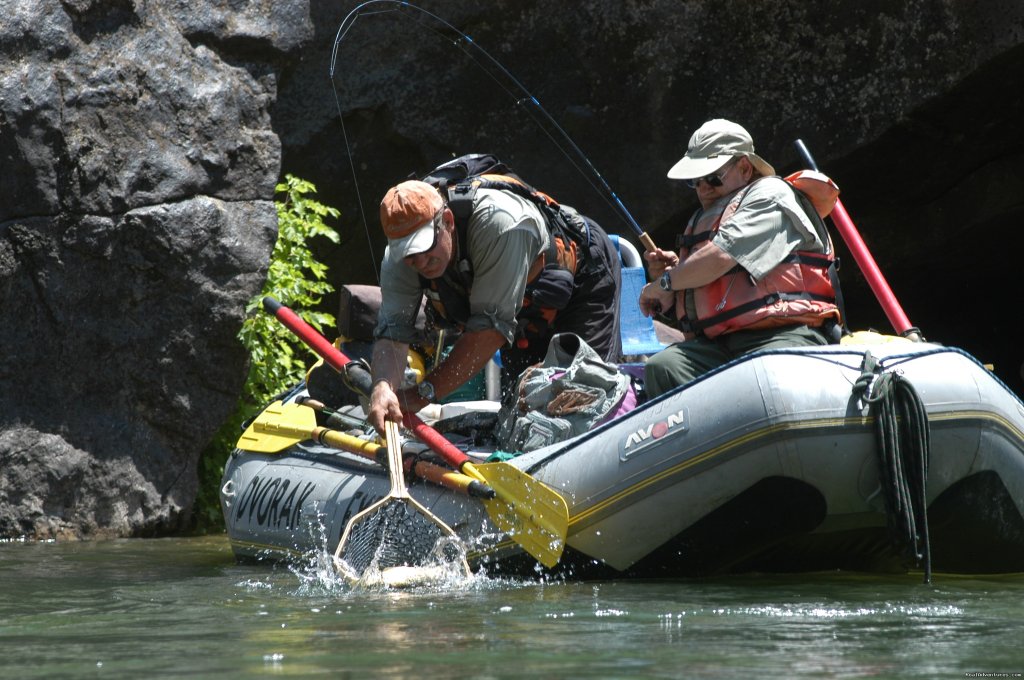 Custom float Fly fishing trips | Bill Dvorak Rafting, Kayak & Fish Exp.Since 1969 | Image #12/18 | 