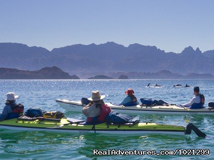 Dolphins swim by our kayaks