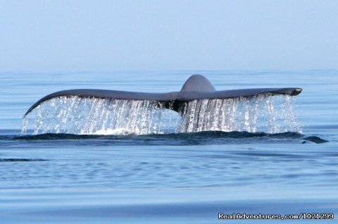 Blue Whale - Baja Sea of Cortez