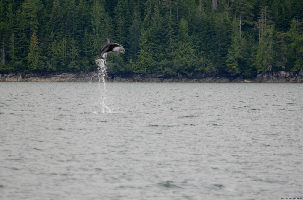 Dolphin Play | Grizzly Bear & Whale Tours | Image #13/15 | 