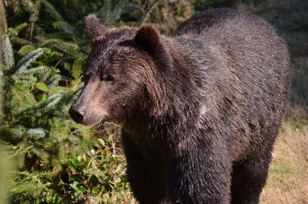 Grizzly Late September | Grizzly Bear & Whale Tours | Image #9/15 | 