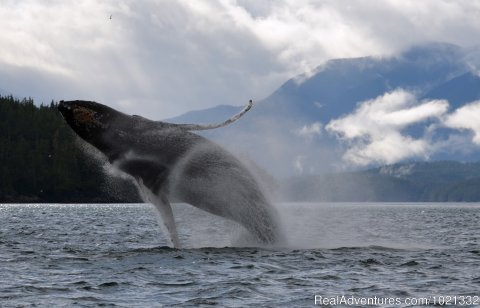 Humpback Breech