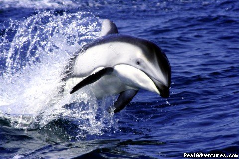 White-Sided Dolphin