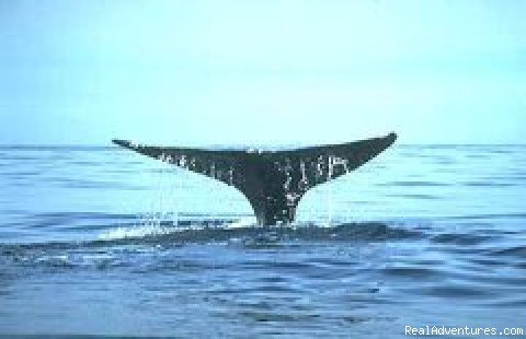 Grey whales of Clayoquot Sound | Wild Heart Adventures | Image #2/3 | 