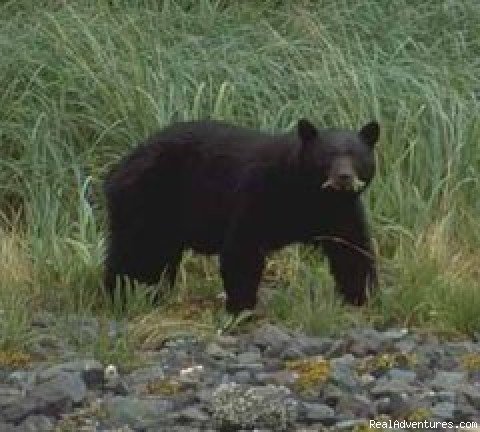 Black Bear in the Nuchatilitz