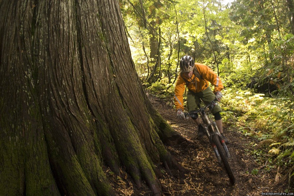 BC old-growth | Award-Winning Singletrack Adventures | Image #23/25 | 