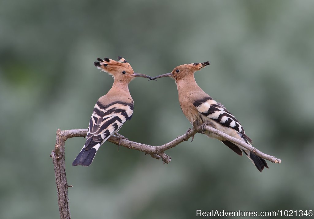 Hoopoe | Pandion Wild Tours / Wildlife tours in Bulgaria | Sofia, Bulgaria | Birdwatching | Image #1/12 | 