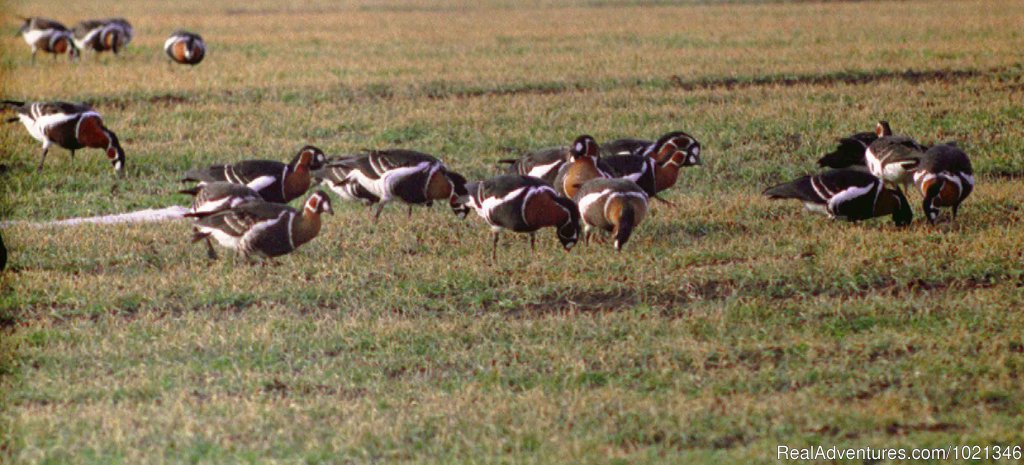 Red-breasted geese | Pandion Wild Tours / Wildlife tours in Bulgaria | Image #5/12 | 