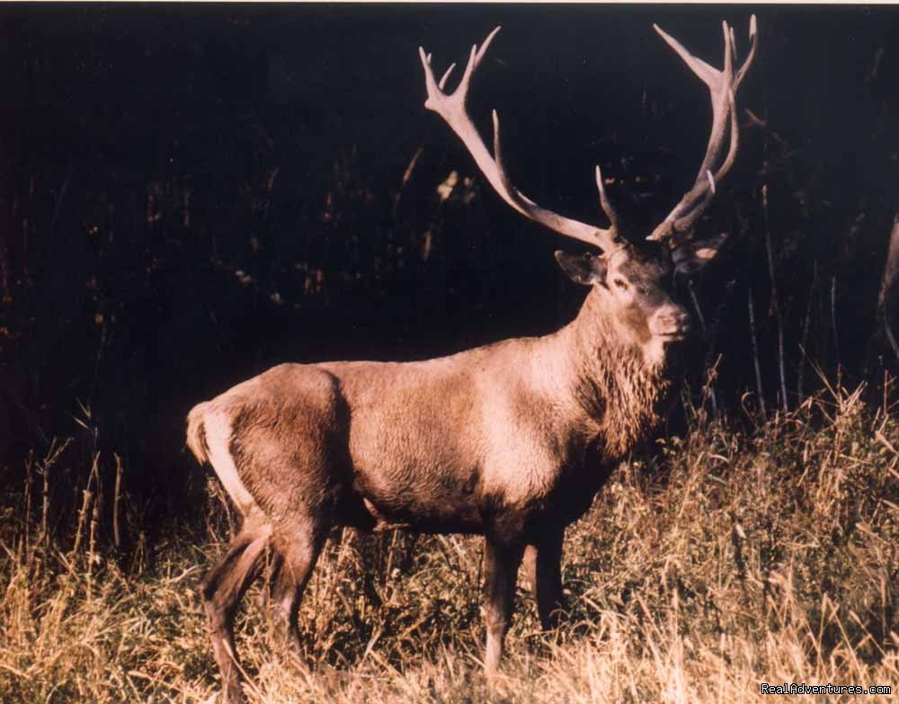 Cervus elaphus | Pandion Wild Tours / Wildlife tours in Bulgaria | Image #7/12 | 