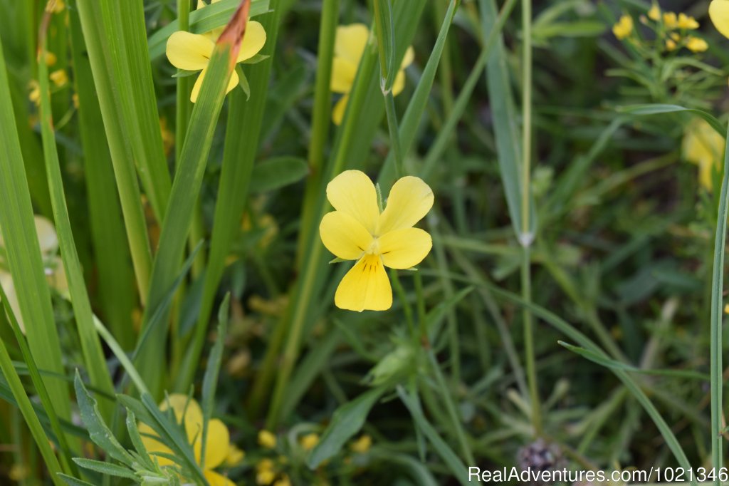 Viola Perinensis | Pandion Wild Tours / Wildlife tours in Bulgaria | Image #6/12 | 