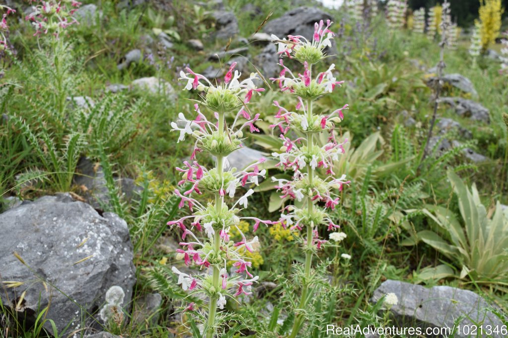 Morina Persica | Pandion Wild Tours / Wildlife tours in Bulgaria | Image #9/12 | 