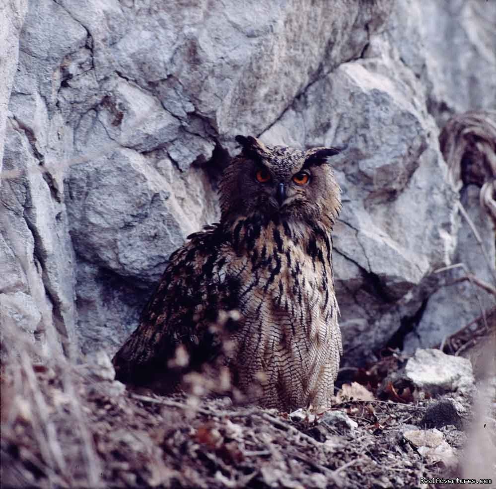 Bubo bubo | Pandion Wild Tours / Wildlife tours in Bulgaria | Image #11/12 | 