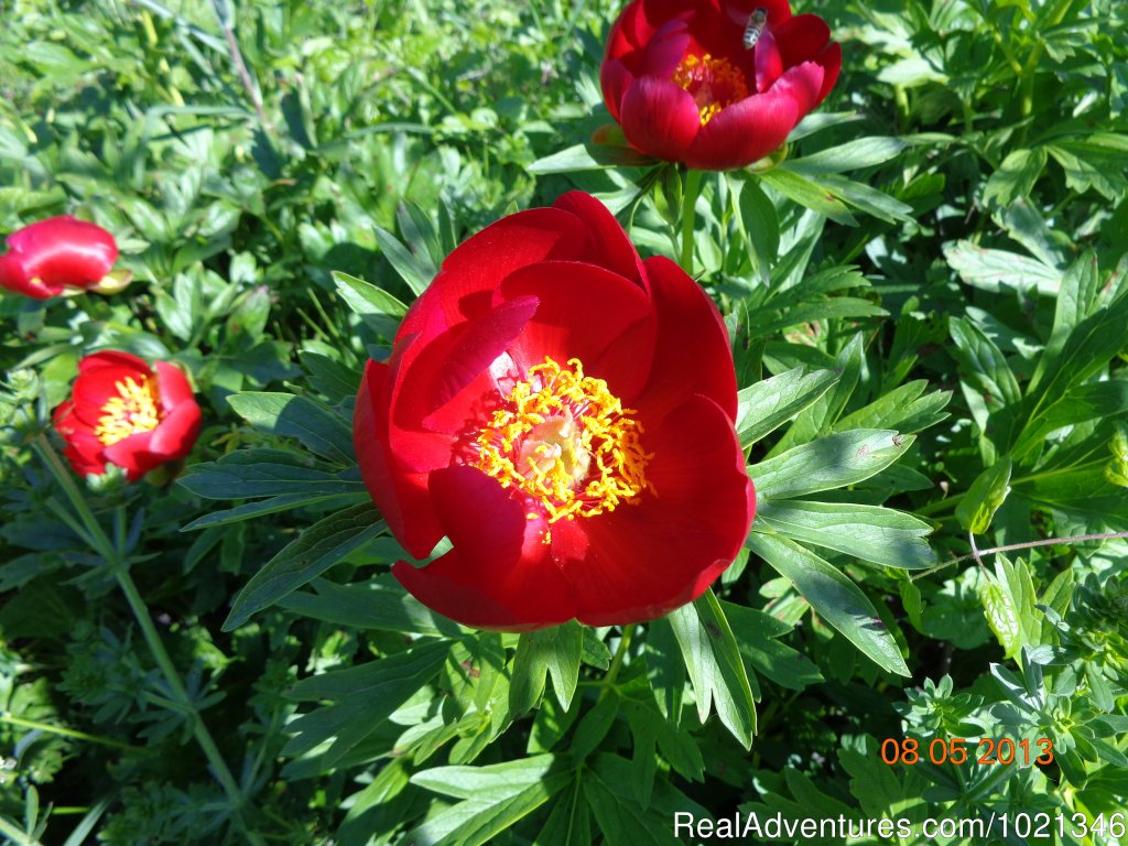 Paeonia Peregrina | Pandion Wild Tours / Wildlife tours in Bulgaria | Image #4/12 | 