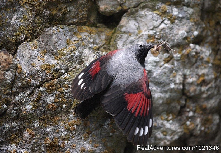 Wallcreeper | Pandion Wild Tours / Wildlife tours in Bulgaria | Image #3/12 | 