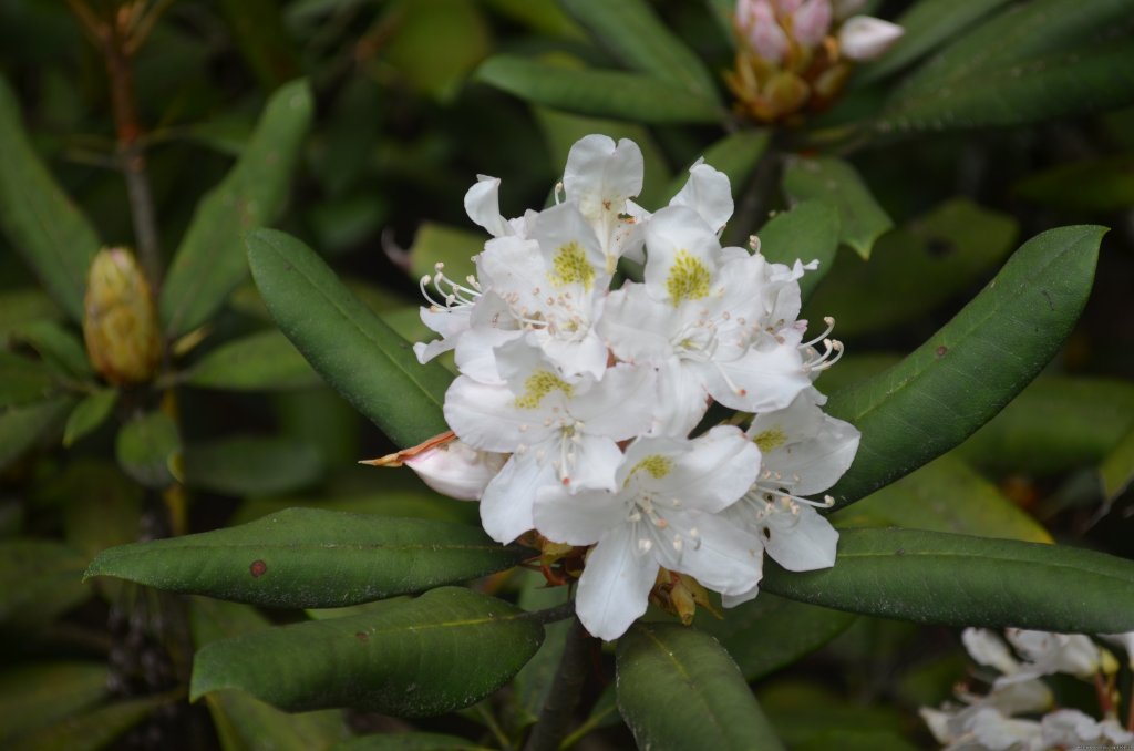 Rhodys bloom in late June/early July | Romantic or Family Vacation in the Mountains | Image #17/20 | 